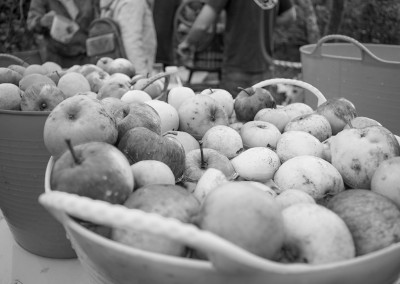 Basket of apples being washed before juicing