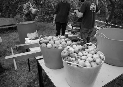 Baskets of apples being washed before juicing