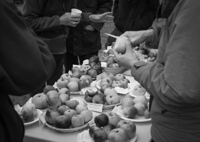 Table with different apple varieties available to taste