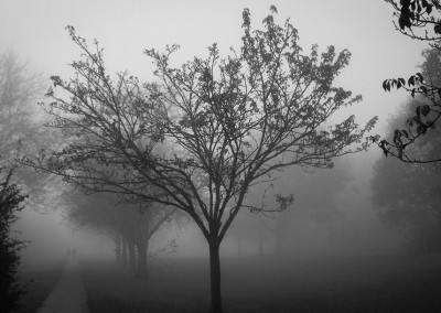 A foggy day along common path