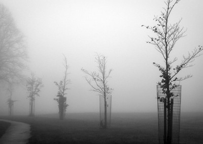 Newly planted trees on a foggy day