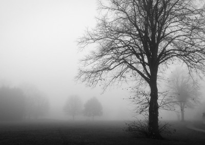 Trees by a house on a foggy day