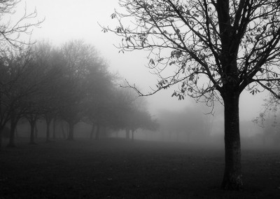 Trees near bottom path on foggy day