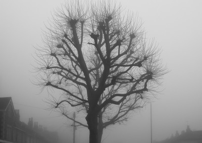 A pollarded tree on a foggy day