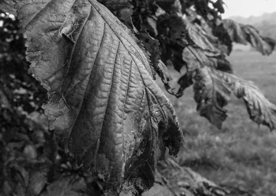 Autumnal leaf