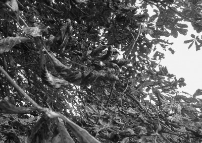 Autumn leaves and conkers on a tree