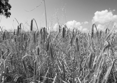 Ripe wheat in a Devon field