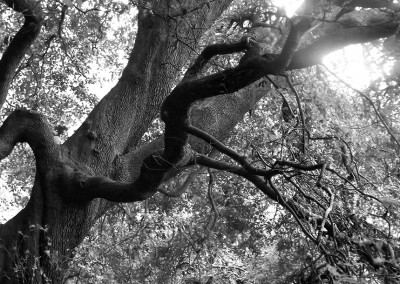 Leaning tree in the Wildwood