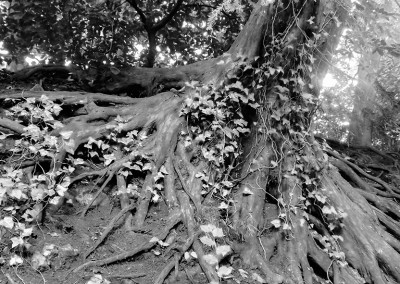 Ivy amongst the tree roots