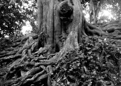 twisted gnarled tree roots