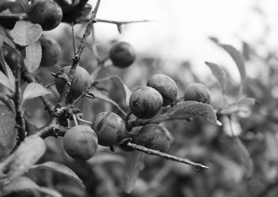 Sloes on the Budleigh Salterton coastal path