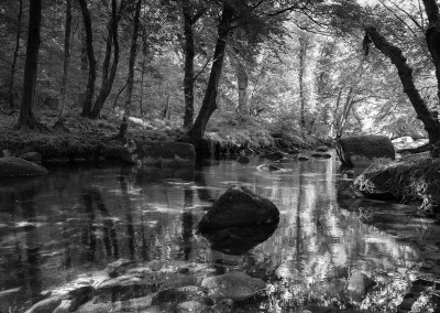 A stream deep in the woods