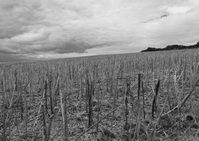 A stubble field on the Budleigh Salterton coastal path