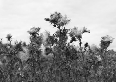 Thistles on the Budleigh Salterton coastal path