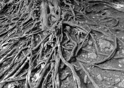 Twisted tangled tree roots