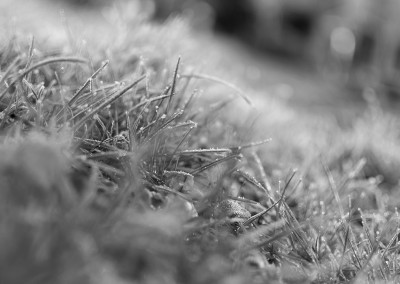 Close up of frosted grass - February