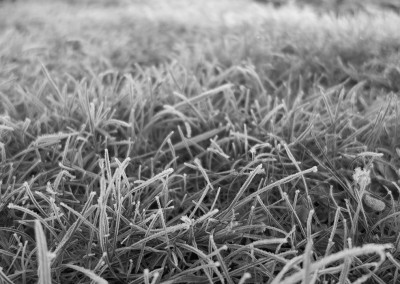 Frosted grass - February