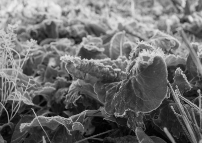 Close up of frosted plant - February