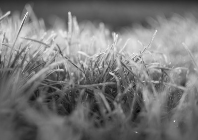 Close up of frosted grass - February