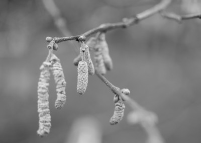 Hazel catkins at the Horfield organic orchard in January