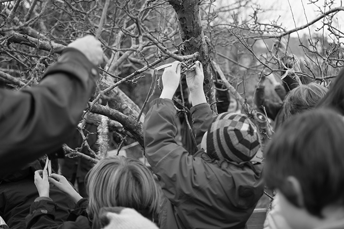 Tying clouties on the wassail tree at Horfield organic orchard