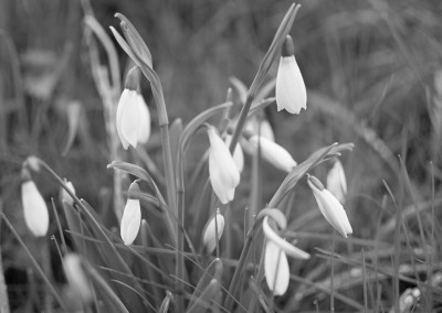 Snowdrops at the Horfield organic orchard in January