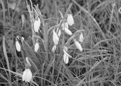 Snowdrops at the Horfield organic orchard in January