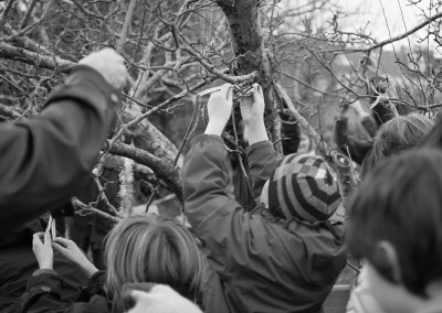 Wassail tree with child tying a ribbon