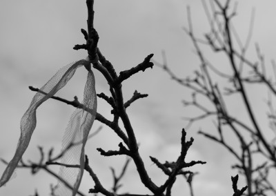 Ribbon tied high on the Wassail tree