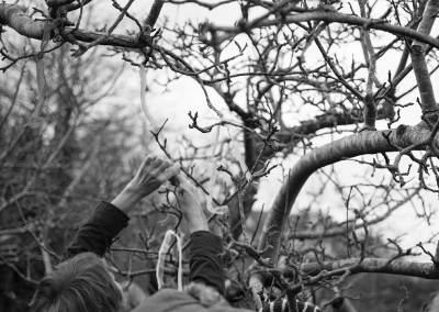 Tying ribbons to the Wassail tree