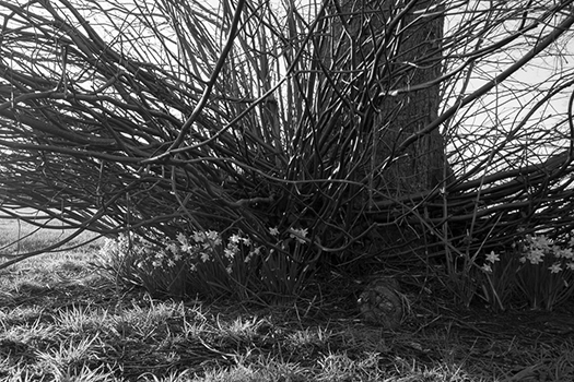 Daffodils growing under a tree - Spring gallery image