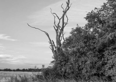 A dead tree in a copse | Malvern Hills