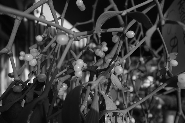 Mistletoe hanging outside a florists at Christmas