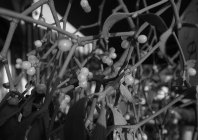 Mistletoe hanging outside florist Christmas 2017