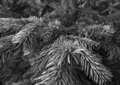 A pine tree on sale Christmas 2017