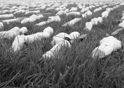 Shrouds of the Somme exhibition close view Bristol 2016