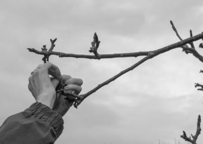 Tying a ribbon to the Wassail tree 2017