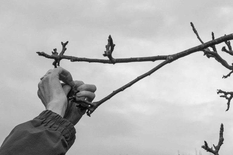 Tying a ribbon to the Wassail tree 2017