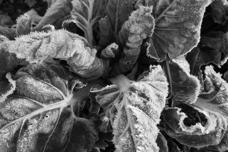 A frosted plant early on a winter morning