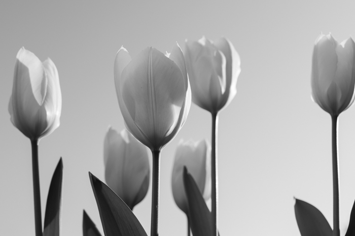 A pot of tulips in the spring garden