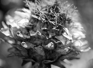 Artichoke in autumn sun - small image