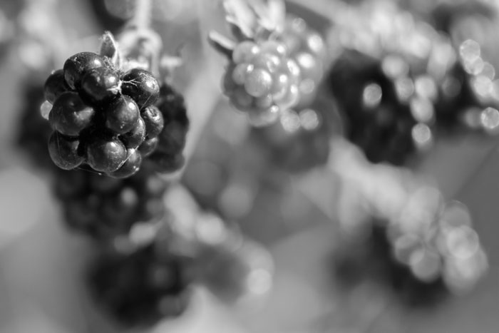 Blackberry in autumn hedgerow