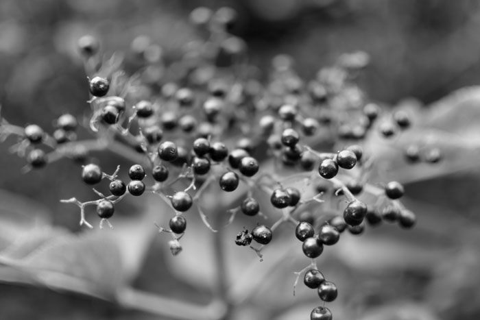 Elderberries in autumn hedgerow