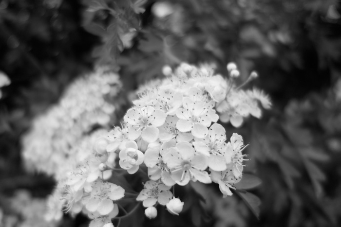 Hawthorn blossom at Beltane