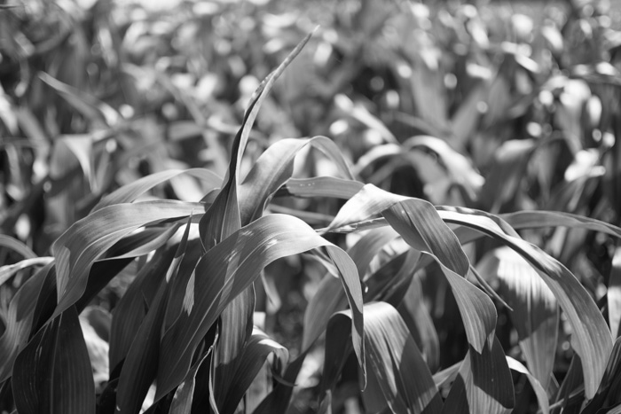 Young sweetcorn leaves in a field