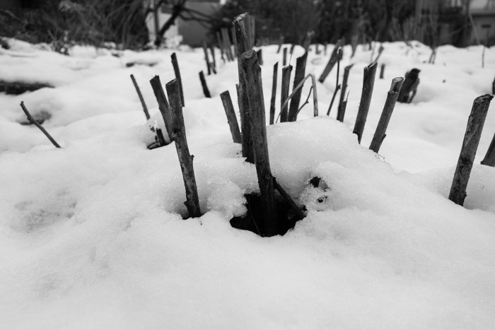 A winter allotment scene in the snow