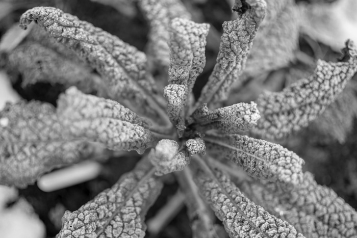 A winter frosted kale plant on the allotment