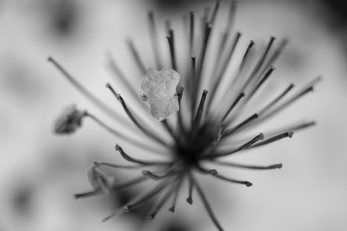 The remains of a plant in the winter snow