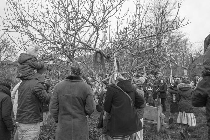 Horfield Wassail - gathering around the tree