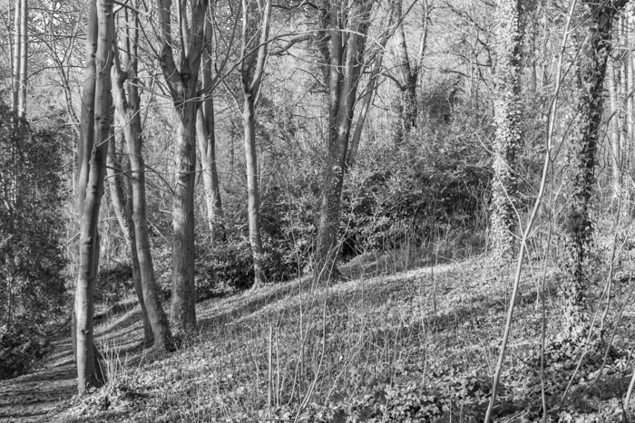 A February walk in the woods at Stoke park